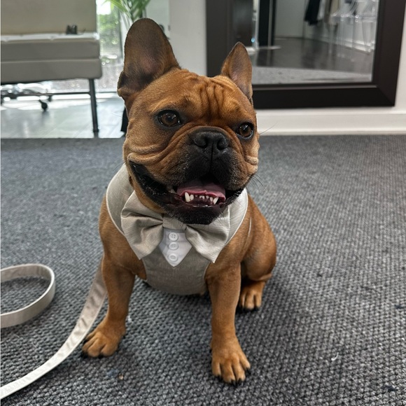 Dog beige tuxedo suit with matching harness and ring pillow - Picture 5 of 5